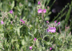 Great Willowherb